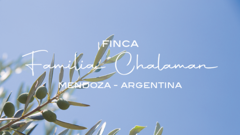 Logo con imagen