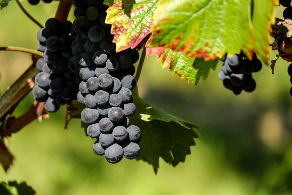 uvas del viñedo