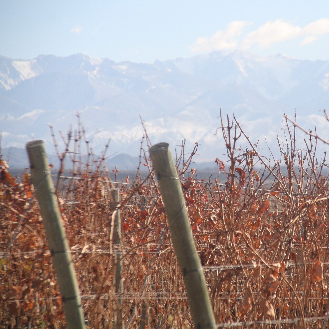 viñedos y montaña